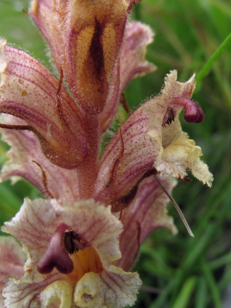 thyme broomrape / Orobanche alba: The red-based glandular hairs on the corolla separate _Orobanche alba_ from all our other broomrapes except the rare easterly species _Orobanche reticulata_.