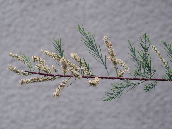 African tamarisk / Tamarix africana: Close-up of branch, with old flowers starting to set seed
