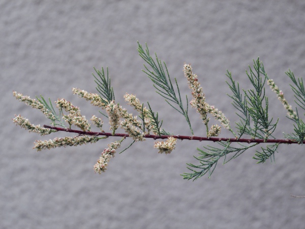 African tamarisk / Tamarix africana