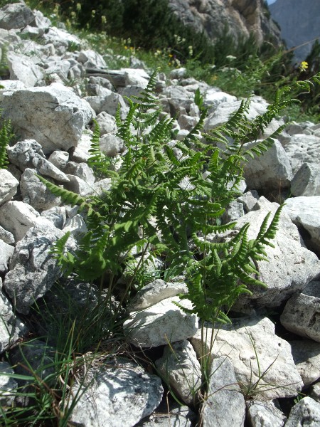 limestone fern / Gymnocarpium robertianum: _Gymnocarpium robertianum_ grows in areas of limestone scree in eastern Wales and western England, from Somerset to Cumbria.