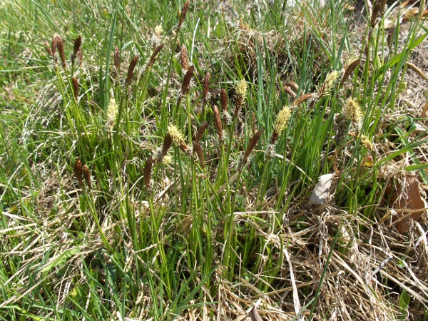 spring sedge / Carex caryophyllea: _Carex caryophyllea_ grows in dry, calcareous grassland in the lowlands and more acidic grasslands in the uplands.