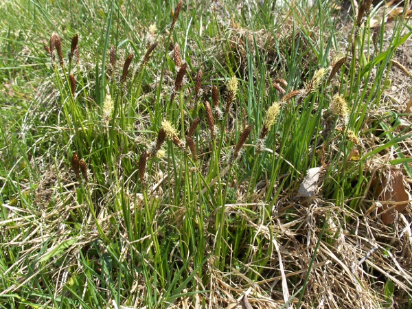 spring sedge / Carex caryophyllea