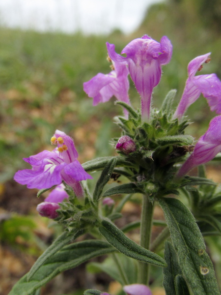 red hemp-nettle / Galeopsis angustifolia: Like the even rarer _Galeopsis segetum_, _Galeopsis angustifolia_ has a softly hairy stem that is not swollen below each node, but it differs in having pink flowers.