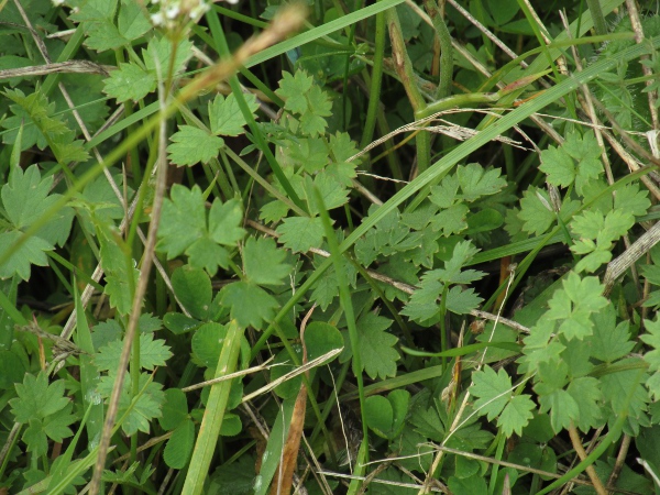 burnet saxifrage / Pimpinella saxifraga: The basal leaves of _Pimpinella saxifraga_ resemble those of _Poterium sanguisorba_, explaining the ‘burnet’ part of its English name.