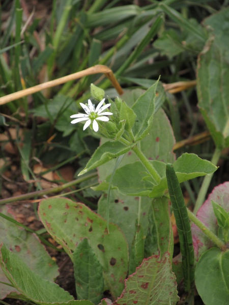 water chickweed / Stellaria aquatica: _Stellaria aquatica_ grows along waterways in central and southern England and in eatsern Wales.