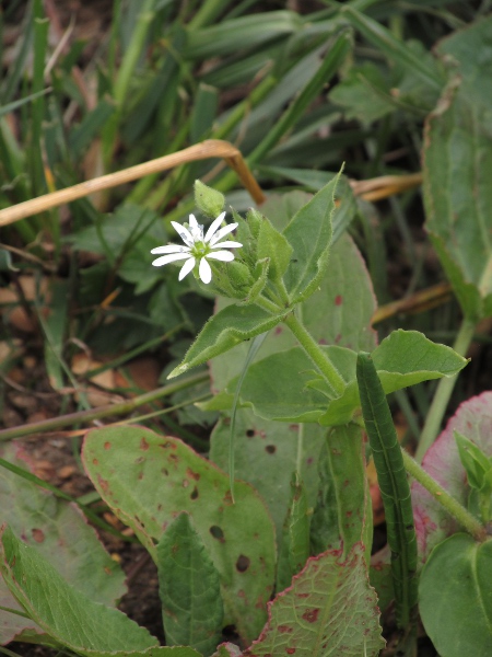 water chickweed / Stellaria aquatica