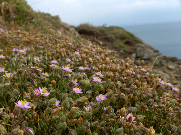 rock sea-spurrey / Spergularia rupicola: _Spergularia rupicola_ grows on rocky coasts in Ireland and in western Great Britain, from Portsmouth (VC11) to Islay and Colonsay (VC102).