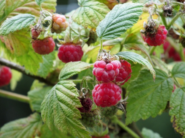raspberry / Rubus idaeus: The fruit of _Rubus idaeus_ is the familiar raspberry.