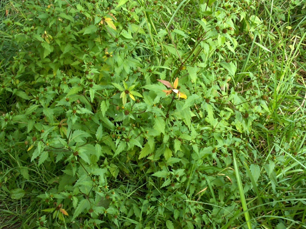 trifid bur-marigold / Bidens tripartita: _Bidens tripartita_ is a perennial herb, typically found on the edges of water-courses and ponds.