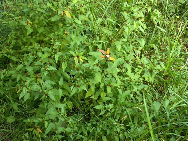 trifid bur-marigold / Bidens tripartita