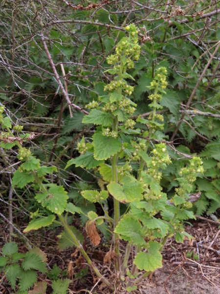 yellow figwort / Scrophularia vernalis: _Scrophularia vernalis_ is a perennial plant native to the mountains of continental Europe but well established in eastern Scotland and elsewhere.