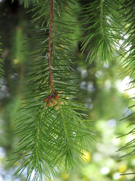 Douglas fir / Pseudotsuga menziesii: When the leaves fall, they leave bumps on the twig.