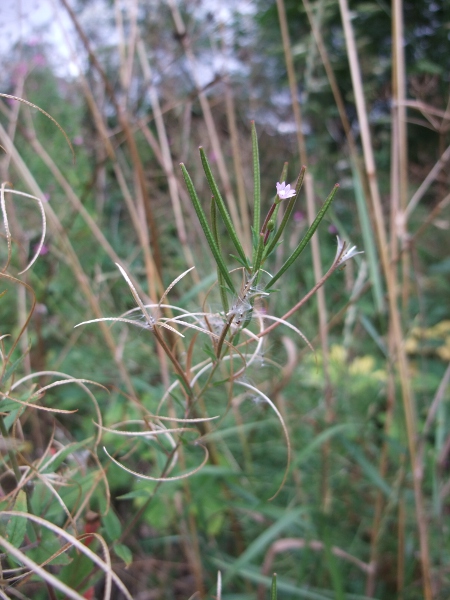 broad-leaved willowherb / Epilobium montanum: _Epilobium montanum_ is one of few willow-herbs in the British Isles to have a 4-lobed stigma, alongside _E. hirsutum_, _E. parviflorum_ and _E. lanceolatum_.