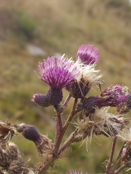 broad-winged thistle / Carduus acanthoides: Inflorescences