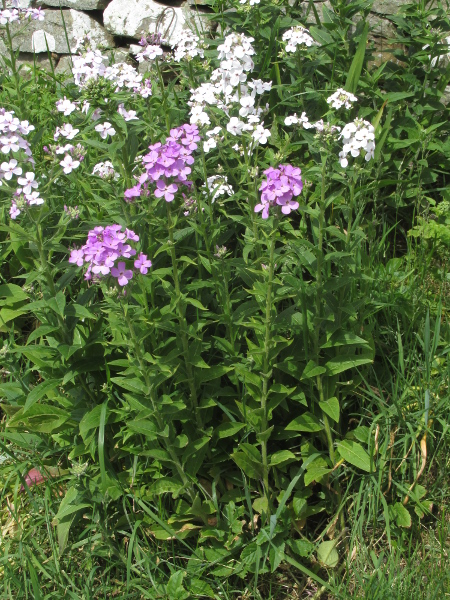 dame’s violet / Hesperis matronalis: _Hesperis matronalis_ is a popular garden plant, usually flowering in white or pink, and often escapes onto verges and other grassland types.