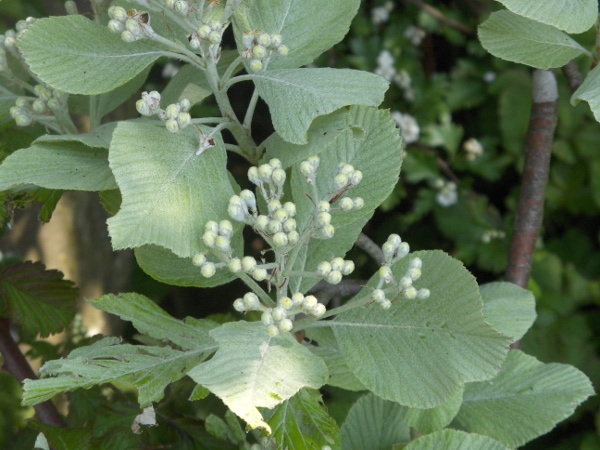 common whitebeam / Sorbus aria: Leaves and developing flowers