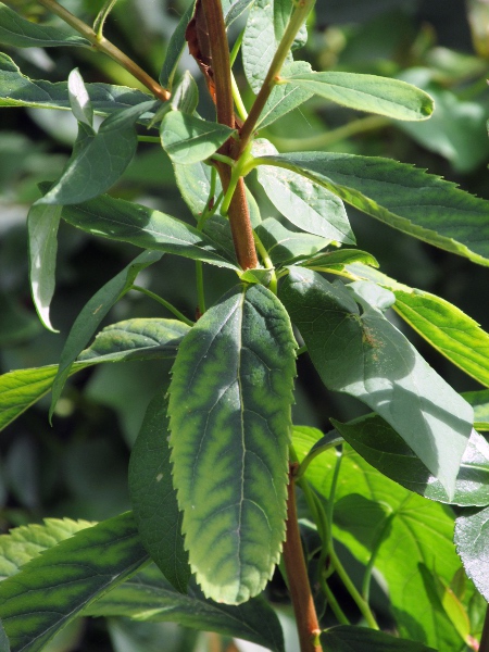 confused bridewort / Spiraea × pseudosalicifolia: The leaves of _Spiraea_ × _pseudosalicifolia_ are hairy beneath, and toothed along more than half their length.