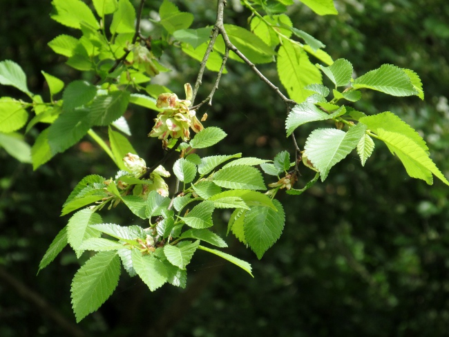 small-leaved elm / Ulmus minor