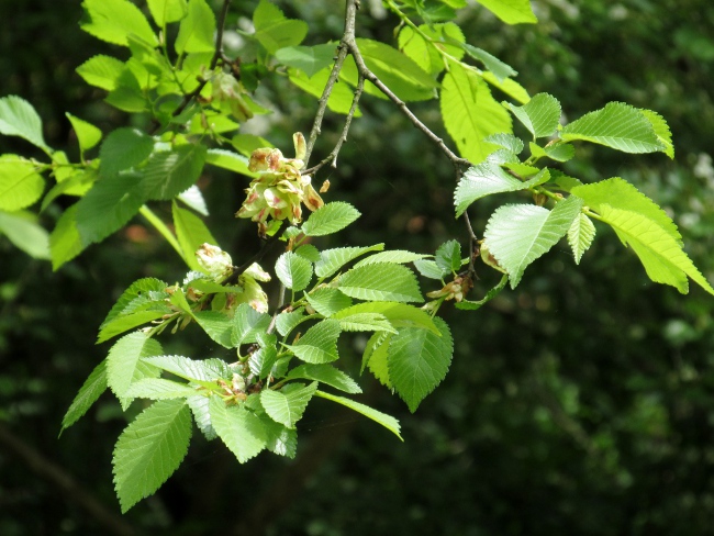 small-leaved elm / Ulmus minor: The leaves of _Ulmus minor_ are variable in shape, but are typically quite strongly asymmetrical at the base.