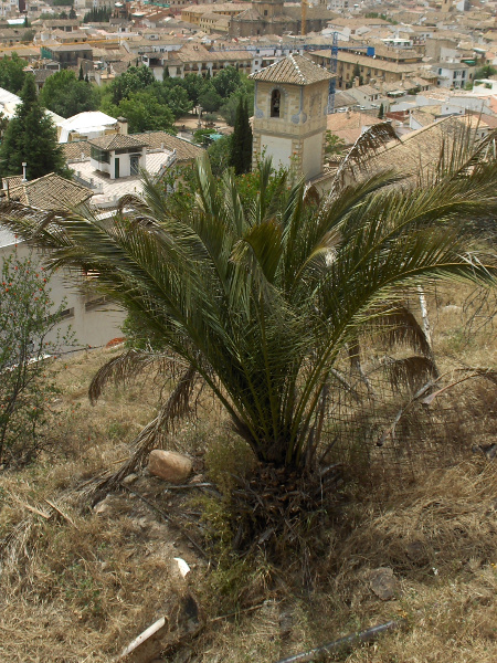 date palm / Phoenix dactylifera: _Phoenix dactylifera_ is widely grown for the dates it produces; discarded seeds sometimes germinate and grow in Britain, but rarely survive for long.