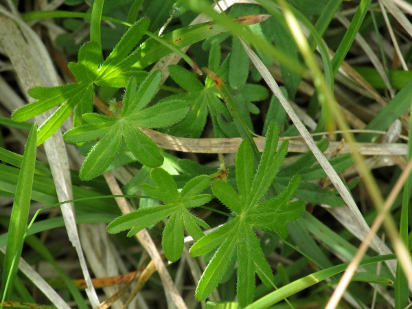 bloody cranesbill / Geranium sanguineum