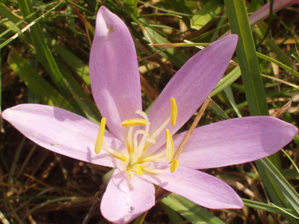meadow saffron / Colchicum autumnale: Although superficially similar to a crocus such as _Crocus tommasinianus_, _Colchicum autumnale_ differs in a number of ways, most obviously in having 6, not 3, stamens.