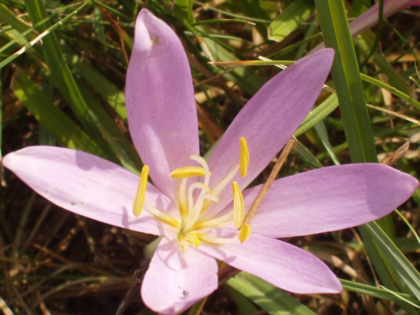 meadow saffron / Colchicum autumnale