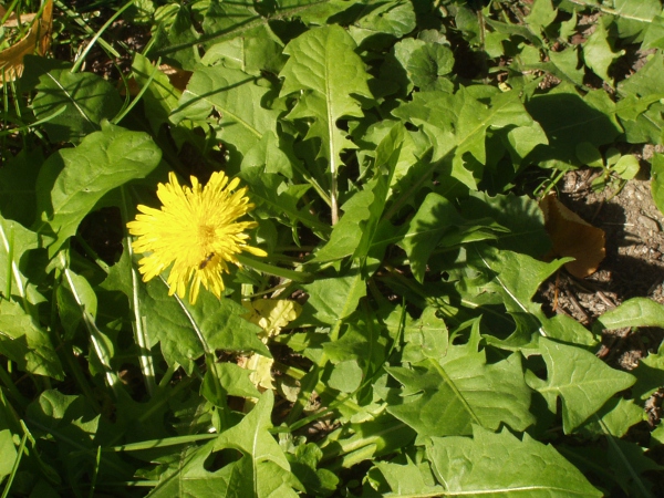 dandelions / Taraxacum sect. Ruderalia: Habitus