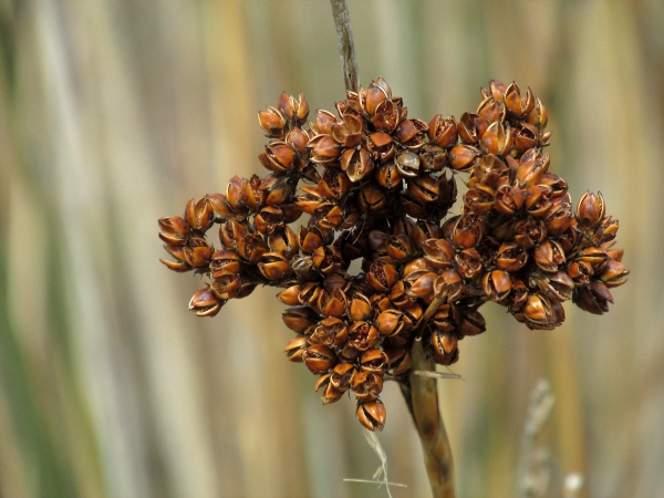 sharp rush / Juncus acutus: The inflorescences of _Juncus acutus_ (seen here in fruit) are denser and more rounded than those of _Juncus maritimus_.