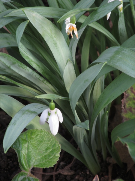 greater snowdrop / Galanthus elwesii: The leaf-bases of _Galanthus elwesii_ are curled around each other, rather than flat against each other.