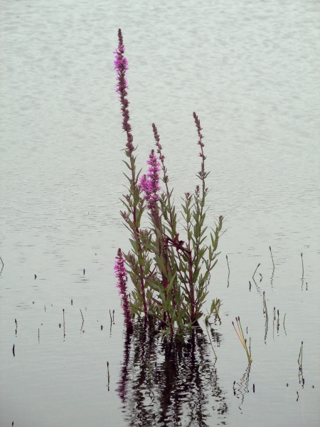 purple loosestrife / Lythrum salicaria: _Lythrum salicaria_ grows in rivers and lakes across the British Isles.