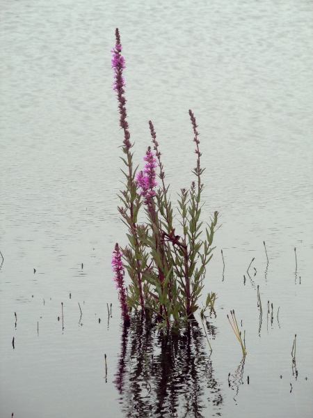 purple loosestrife / Lythrum salicaria