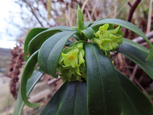 spurge laurel / Daphne laureola: The flowers of _Daphne laureola_ are 4-parted, with a long, greenish yellow corolla tube.