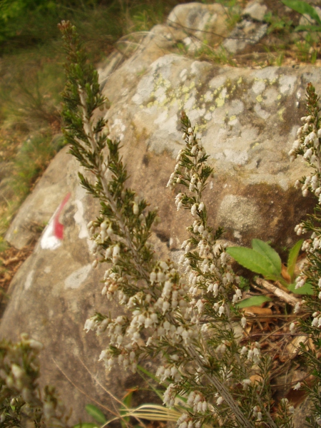 tree heath / Erica arborea: _Erica arborea_ is native to the Mediterranean Basin.