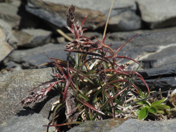 spiked wood-rush / Luzula spicata: _Luzula spicata_ is an <a href="aa.html">Arctic–Alpine</a> wood-rush found in rocky areas of the Scottish Highlands; it normally grows taller than this dwarfed specimen.