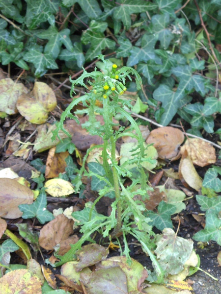 groundsel / Senecio vulgaris: _Senecio vulgaris_ is a ubiquitous ruderal plant.