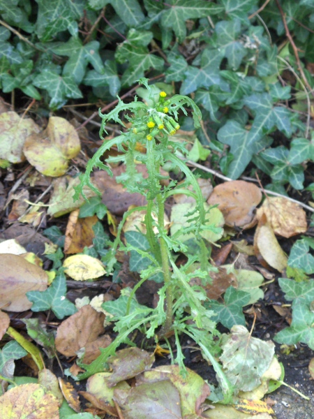 groundsel / Senecio vulgaris