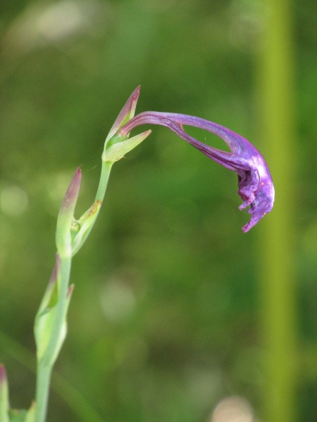 wild gladiolus / Gladiolus illyricus: In Britain, _Gladiolus illyricus_ is restricted to a few sites in and around the New Forest. This specimen is past its best.