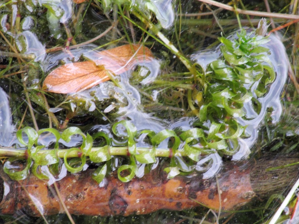 Canadian waterweed / Elodea canadensis: _Elodea canadensis_ is an invasive North American aquatic herb found throughout the British Isles; its leaves are blunter than those of _Elodea nuttallii_.