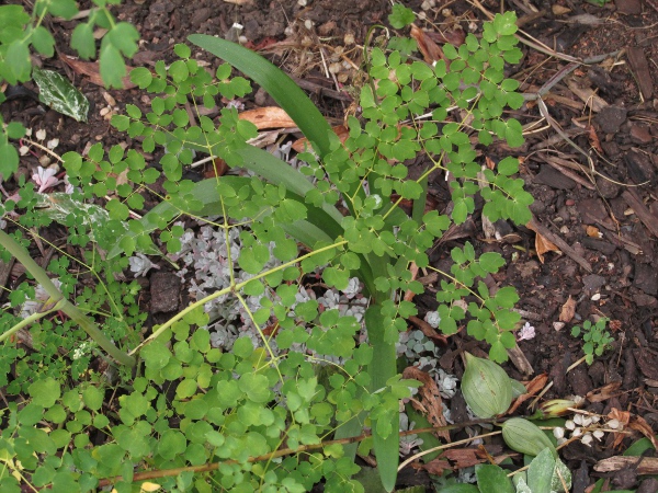 Chinese meadow-rue / Thalictrum delavayi: _Thalictrum delavayi_ is a garden plant from China with typical _Thalictrum_ leaves.