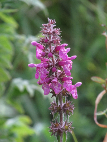 hybrid woundwort / Stachys × ambigua: _Stachys_ × _ambigua_ is intermediate between its parents, _Stachys palustris_ and _Stachys sylvatica_ in flower colour and especially in petiole length.