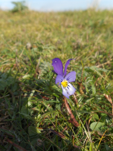 wild pansy / Viola tricolor