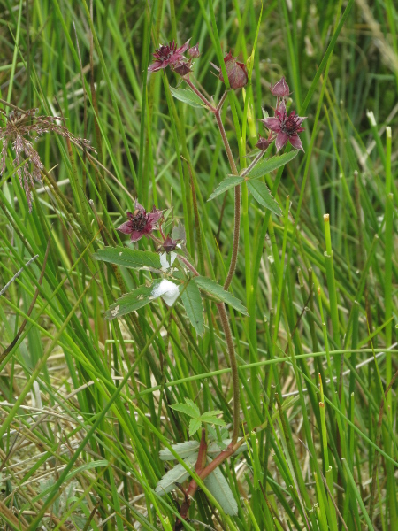 marsh cinquefoil / Comarum palustre: _Comarum palustre_ is a perennial herb of acidic bogs and is therefore absent from much of central and southern England.