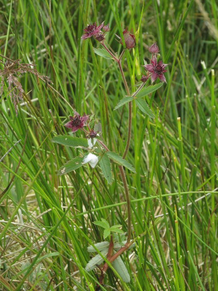 marsh cinquefoil / Comarum palustre