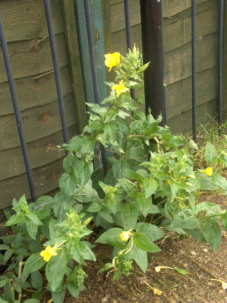 common evening primrose / Oenothera biennis: _Oenothera biennis_ is fairly common in southern and central England and in Wales, but rarer in northern England, Scotland and Ireland.