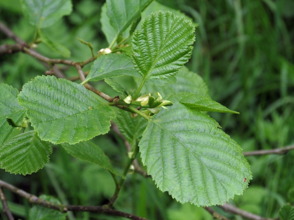 alder / Alnus glutinosa: _Alnus glutinosa_ is a tree that grows throughout the British Isles, often in damp places.