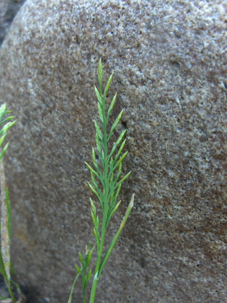 lesser fern-grass / Catapodium rigidum subsp. rigidum: Inflorescence