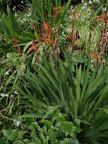 chasmanthe / Chasmanthe bicolor: _Chasmanthe bicolor_ is a perennial herb native to South Africa&rsquo;s Cape Province but now found widely in the Isles of Scilly (VC1); its leaves and habitat are similar to those of _Crocosmia _&times;_ crocosmiiflora_.