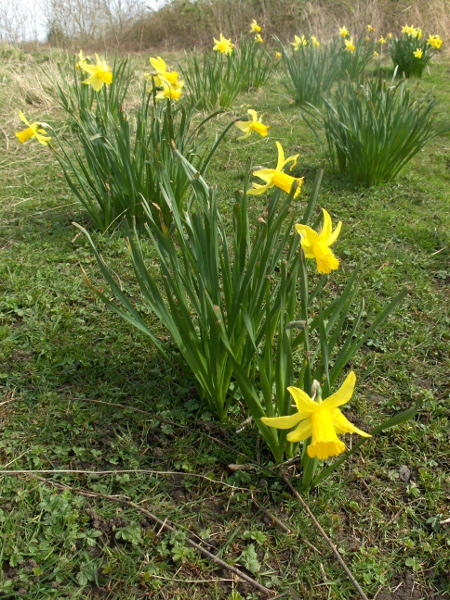 reflexed daffodil / Narcissus × monochromus: The tepals of this hybrid between _Narcissus pseudonarcissus_ and _Narcissus cyclamineus_ are reflexed to varying degrees.