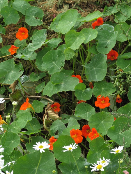 nasturtium / Tropaeolum majus